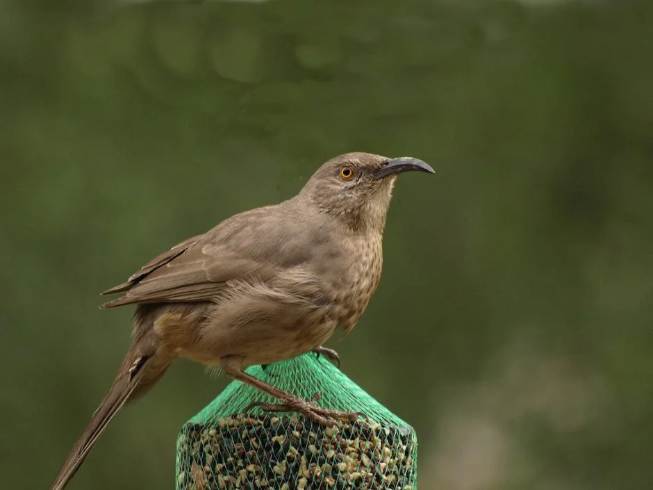 Brown bird perched on green mesh seed cylinder filled with mixed wild bird seeds outdoors