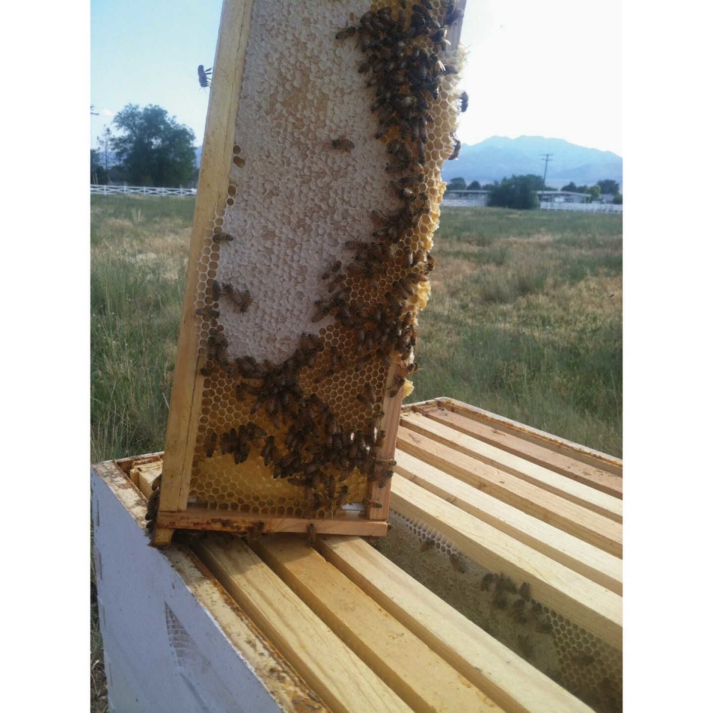 Wooden beehive frame with honeycomb and bees active in an outdoor field setting for beekeeping supplies