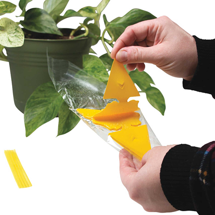 Hands removing yellow disposable bug trap from clear plastic wrapper near green plant pot for insect control