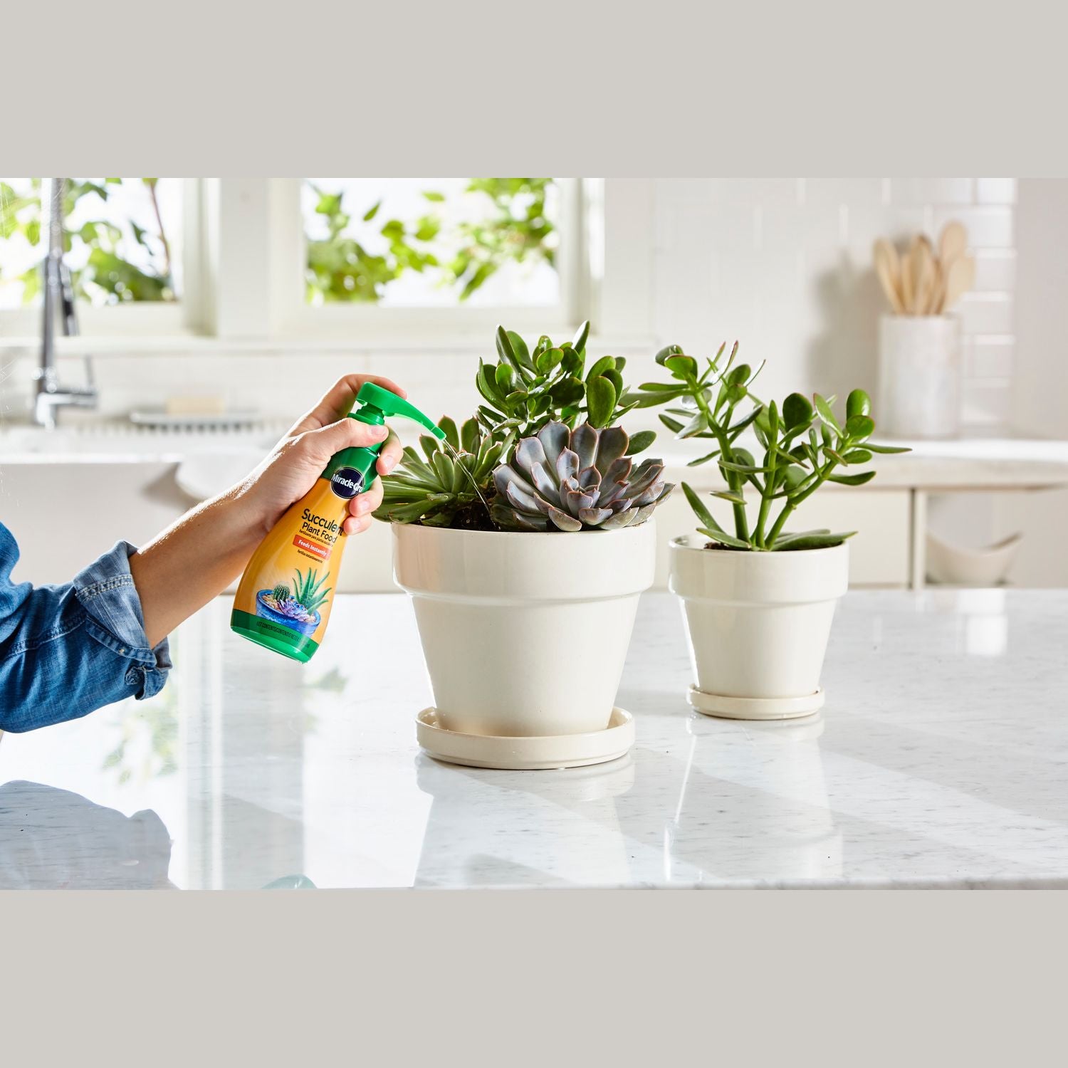 Hand spraying succulent plant food from a green and yellow bottle onto potted succulents on a kitchen counter