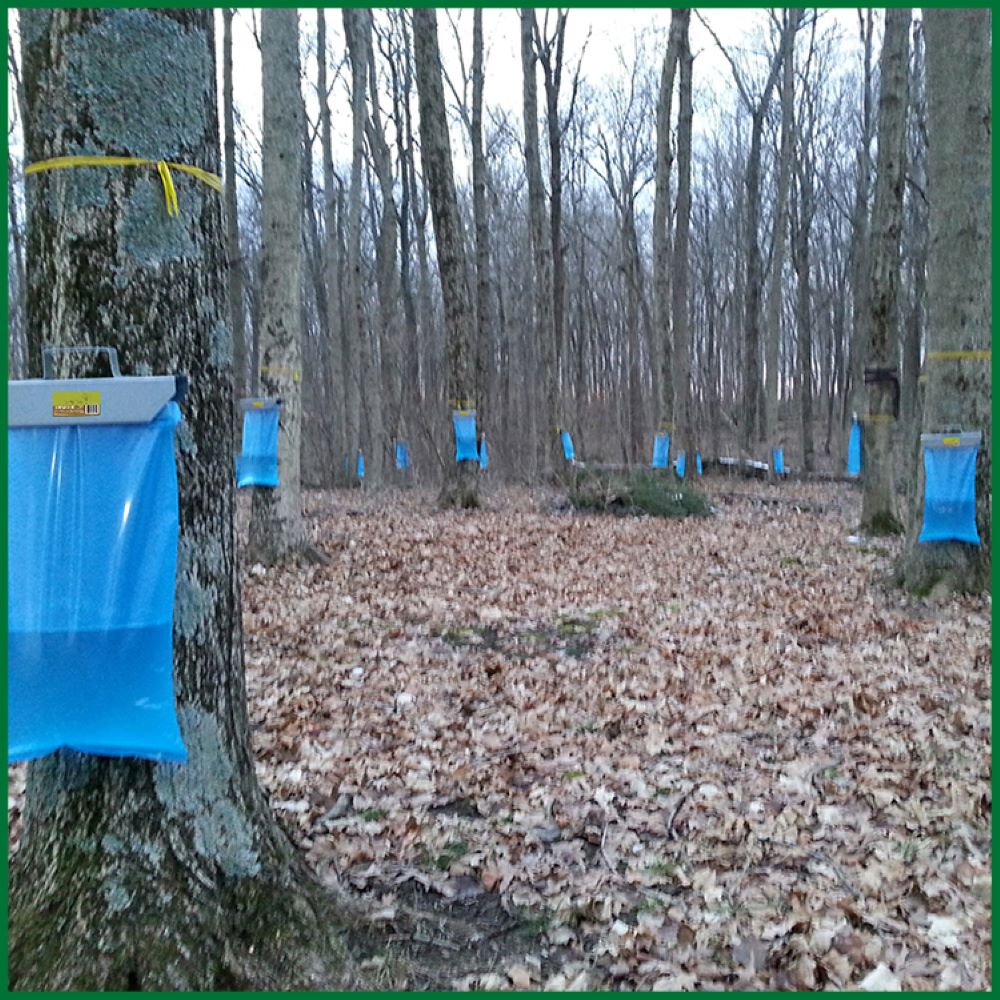 Blue double-seal sap sacks hanging from trees in a forest for maple sap collection in outdoor living and lawn & garden
