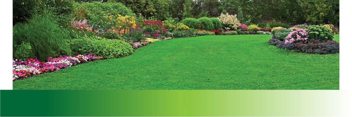 Lush green lawn bordered by colorful flower beds and dense shrubs in a well-maintained garden setting.