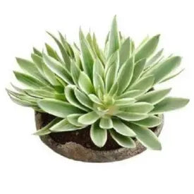 Green succulent plant with thick, pointed leaves arranged in a rosette form, potted in a dark round container, suitable for home decor.