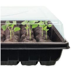 Black plastic seed tray with small green seedlings growing from soil pods, covered by a transparent plastic humidity dome.