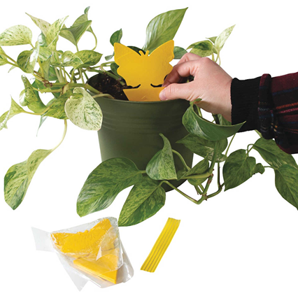 indoor plant insect control Intruder The Better Bugtrap for Plants