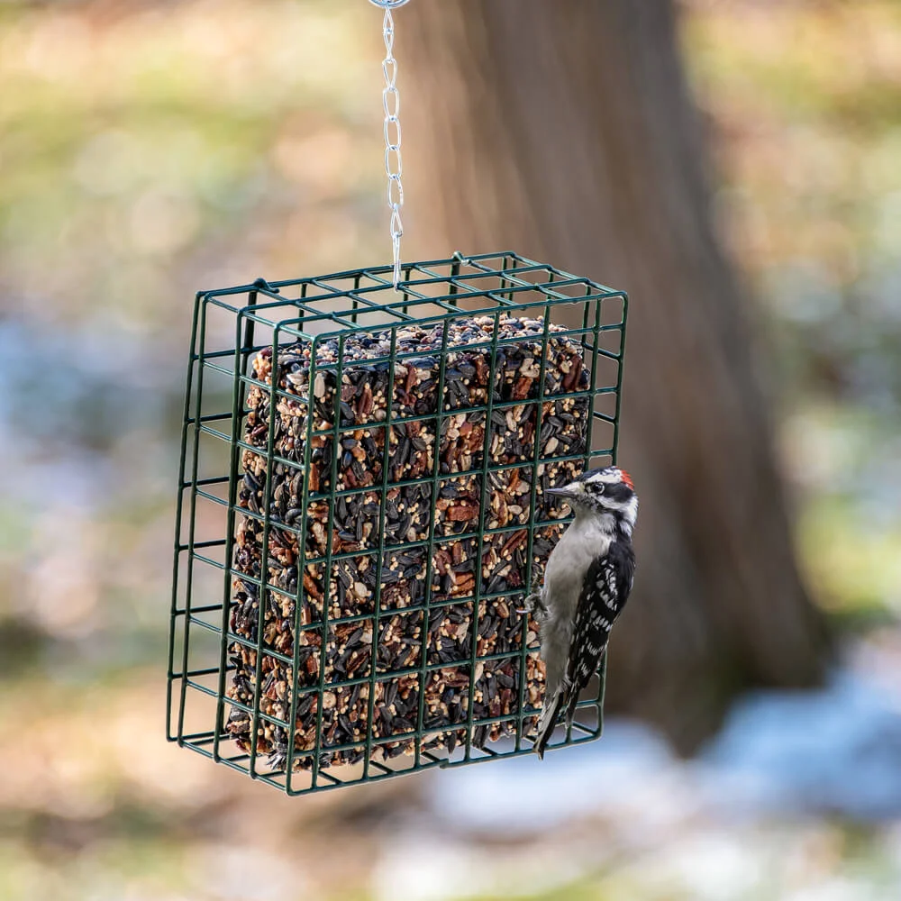 Green metal cage feeder holding seed block with woodpecker perched outdoors in natural setting