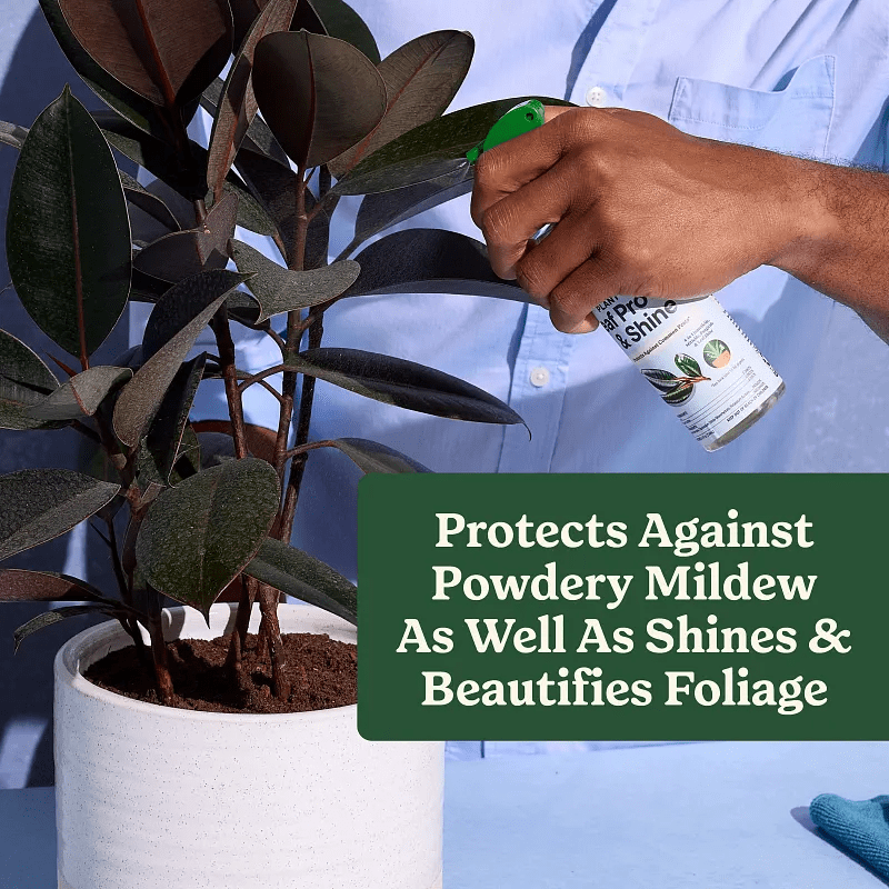 Miracle-Gro 8 Oz. Leaf Protect and Shine