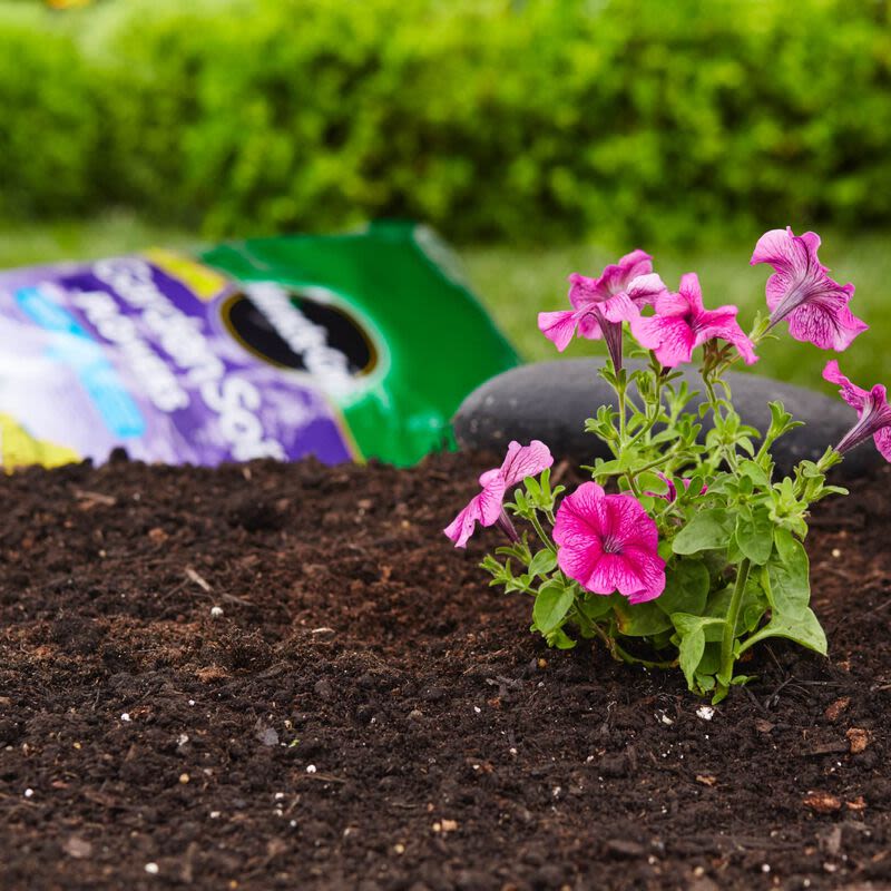 Bright pink flowers blooming in rich garden soil with a blurred bag of gardening soil in an outdoor setting
