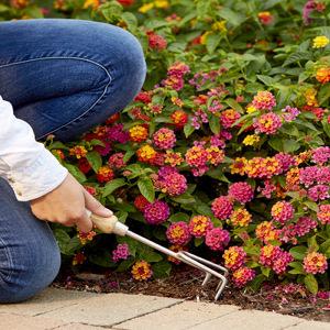 Person using small hand rake to loosen soil near vibrant lantana flowers in garden bed for home improvement