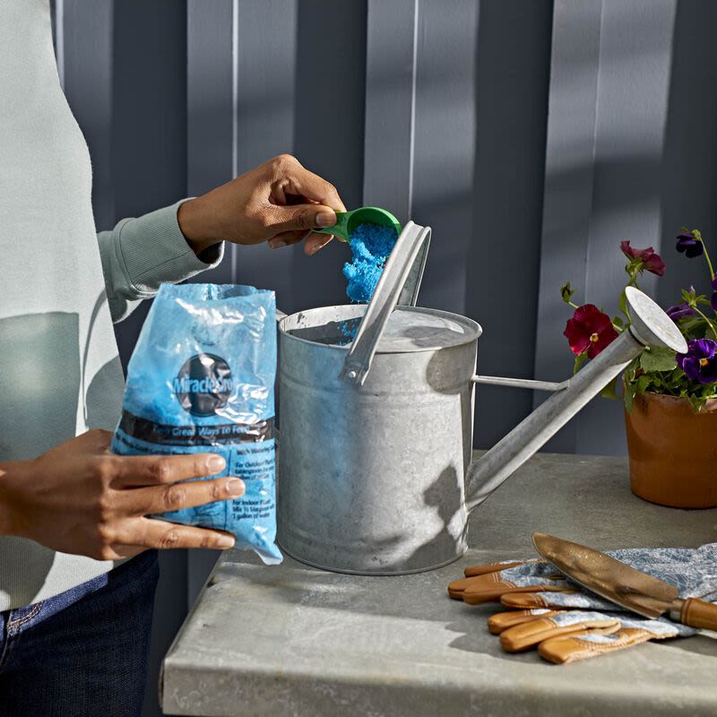 Person adding blue water soluble plant fertilizer to metal watering can for garden plant care and lawn maintenance