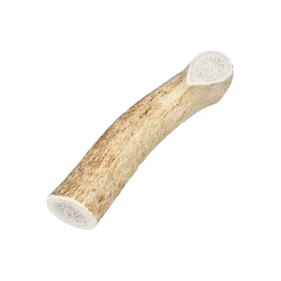 Single large natural elk antler dog chew treat from pet and animal supplies for healthy dog teeth and gums
