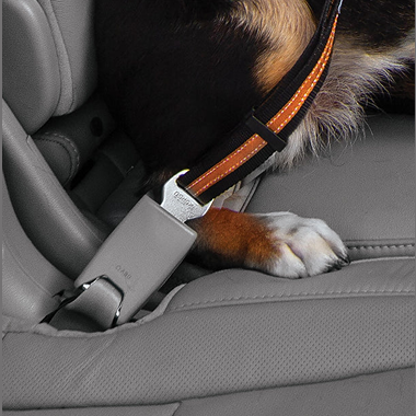 Orange tether seat belt fastened into vehicle buckle securing pet harness for safe travel in home improvement tasks