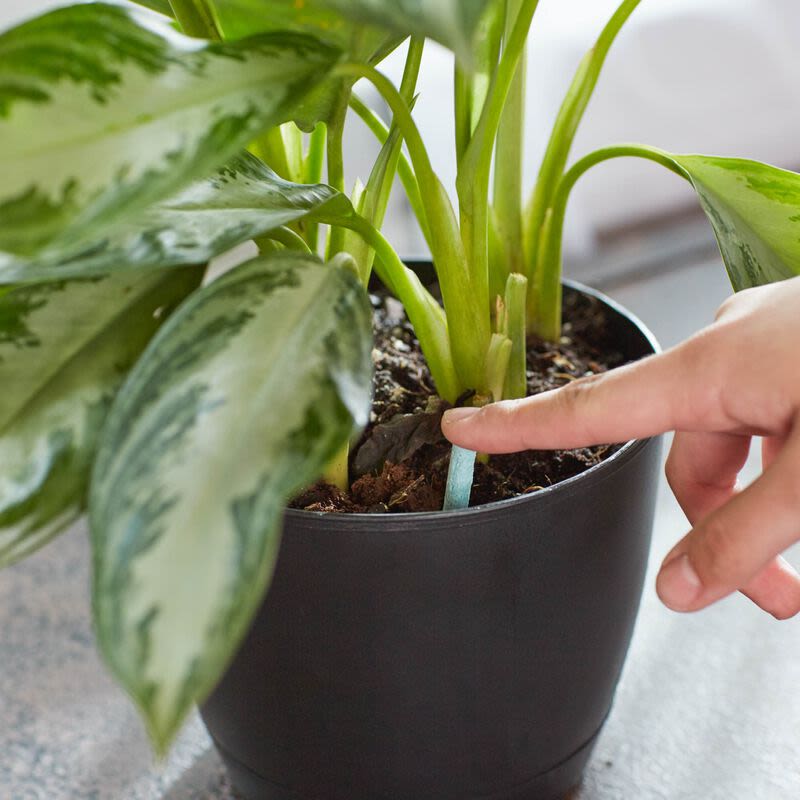 Hand placing a green Miracle-Gro plant food spike into soil of an indoor houseplant for plant care and fertilizer use