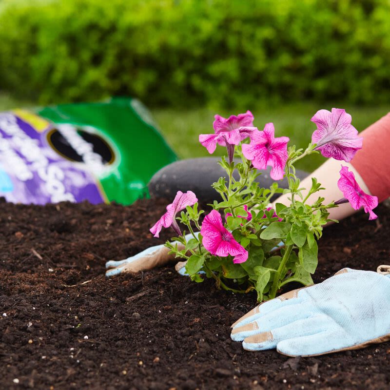 Hands wearing gloves planting vibrant pink flowers in rich soil with a garden soil bag in the background outdoors