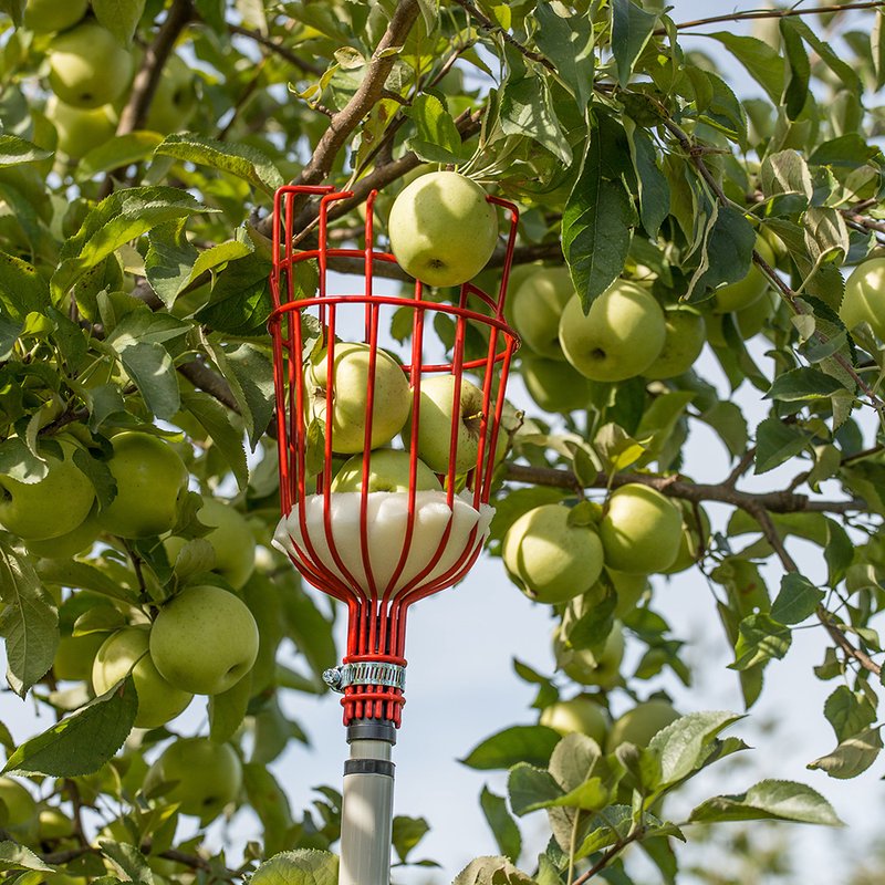 Red wire fruit picker basket with cushioned base capturing green apples in tree for home gardening use