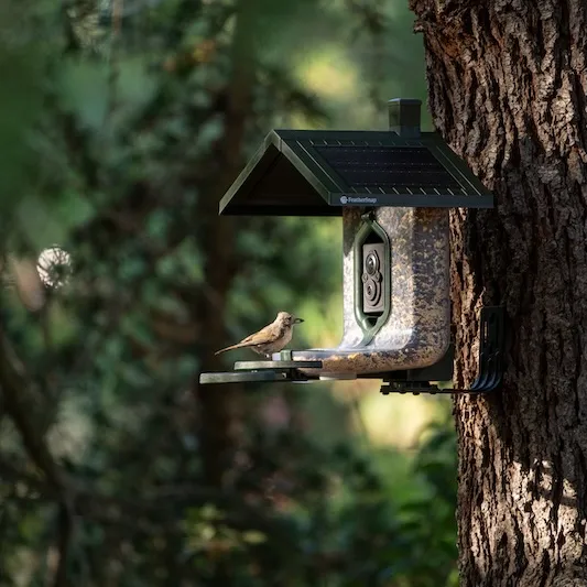 FeatherSnap Camera Bird Feeder