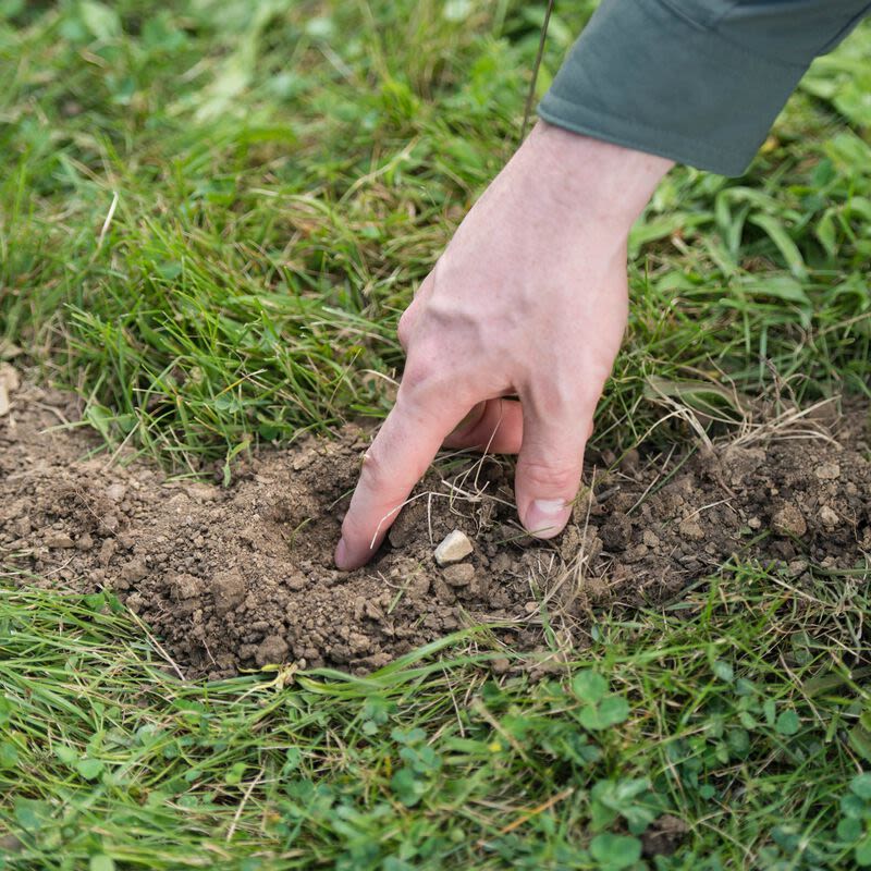 Hand placing mole bait into soil among grass in insect and pest control and lawn and garden collections