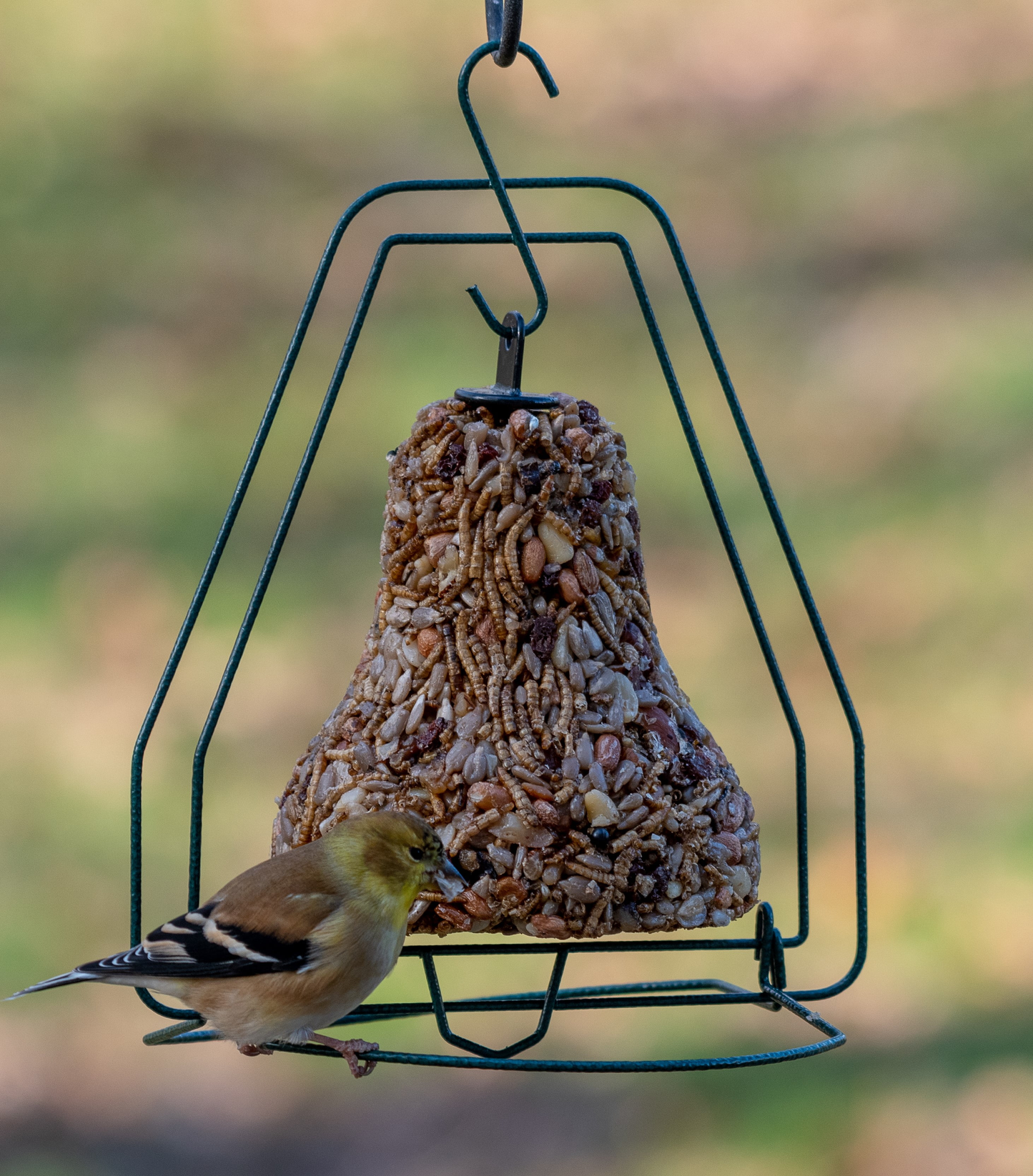 Bird feeder shaped like a bell with mixed seeds and a small bird perched on the metal frame outdoors