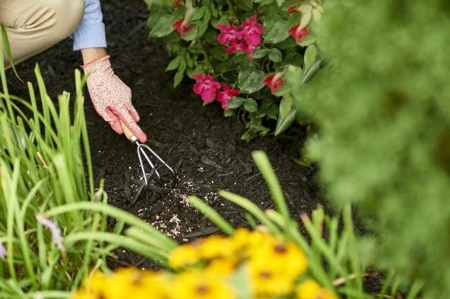 Gardener using small hand cultivator in flower bed with pink blooming plants in lawn and garden setting