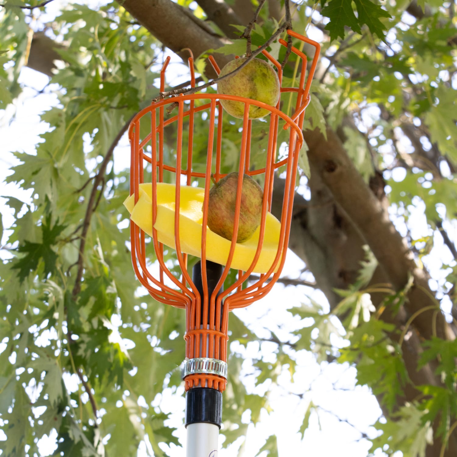 Orange wire basket fruit picker with yellow cushion on pole catching pears in tree for home improvement tools use