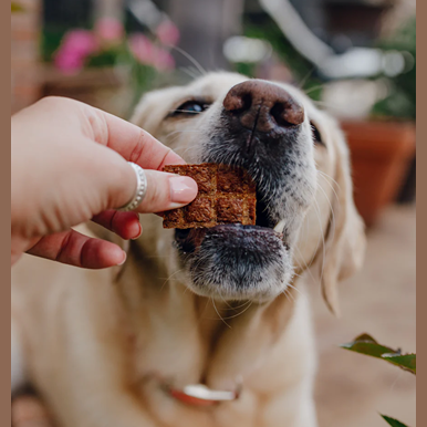 Hand feeding a light-colored dog a square treat outdoors with blurred greenery and flowers in the background