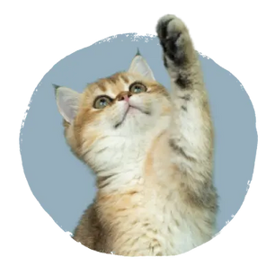 Young orange and white kitten raising one paw against a light blue circular background, looking upward with attentive expression.