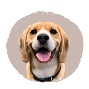 Friendly light brown and white dog with floppy ears and a black collar, smiling against a muted beige circular background.