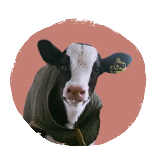 Black and white calf with a yellow ear tag against a muted terracotta circular background, looking directly forward with a calm expression.