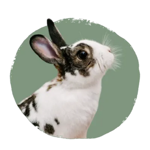 White and brown spotted rabbit with upright ears looking attentively to the side against a muted green circular background.