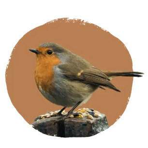 Small bird with orange chest and grayish-brown feathers perched on a rough wooden surface covered with scattered seeds, set against a muted brown circular background.