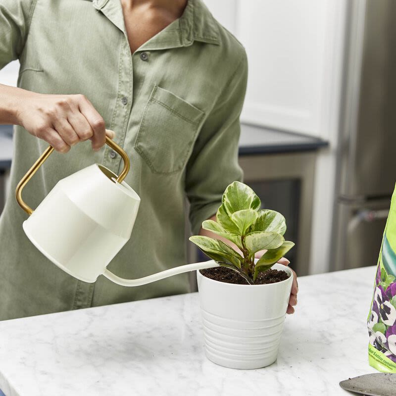 Person watering variegated green plant in white ceramic pot on kitchen countertop with white and gold watering can