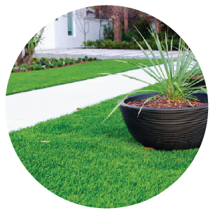 Close-up view of a neatly maintained green lawn with a round black planter holding spiky green plants beside a clean white concrete walkway in a residential garden.